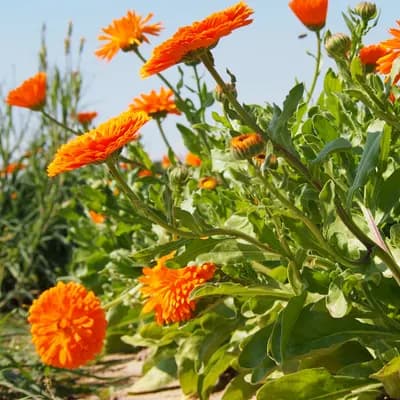 měsíček zahradní - náhled 2