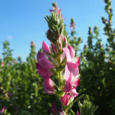 jehlice rolní - náhled 1