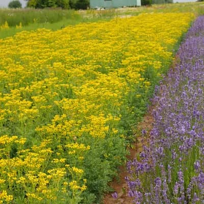 routa vonná - náhled 4