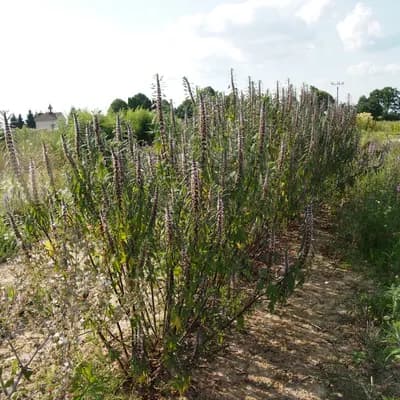 srdečník obecný - náhled 6