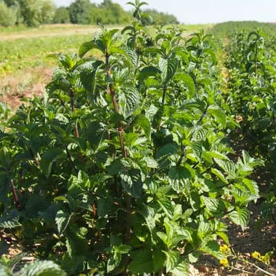 máta peprná - náhled 2