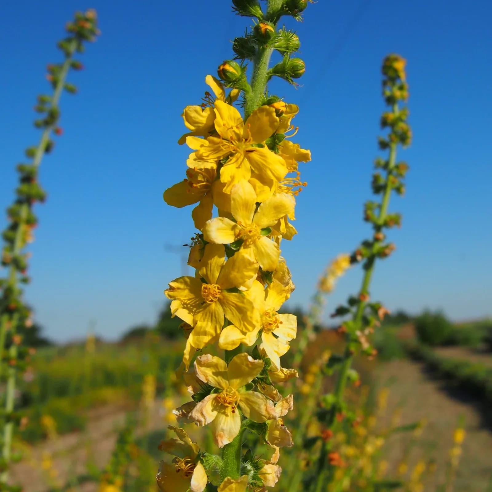 řepík vonný - obrázek 1