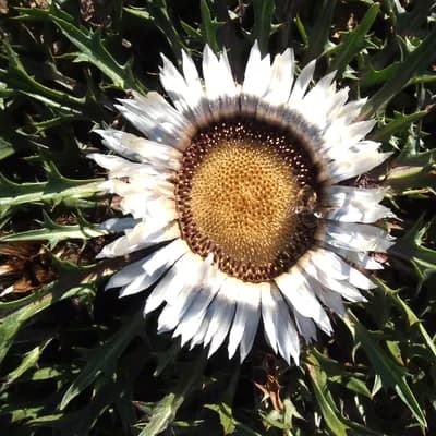 pupava bezlodyžná - náhled 1