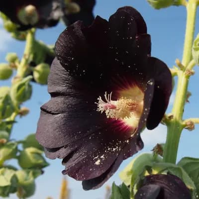 topolovka růžová - náhled 1