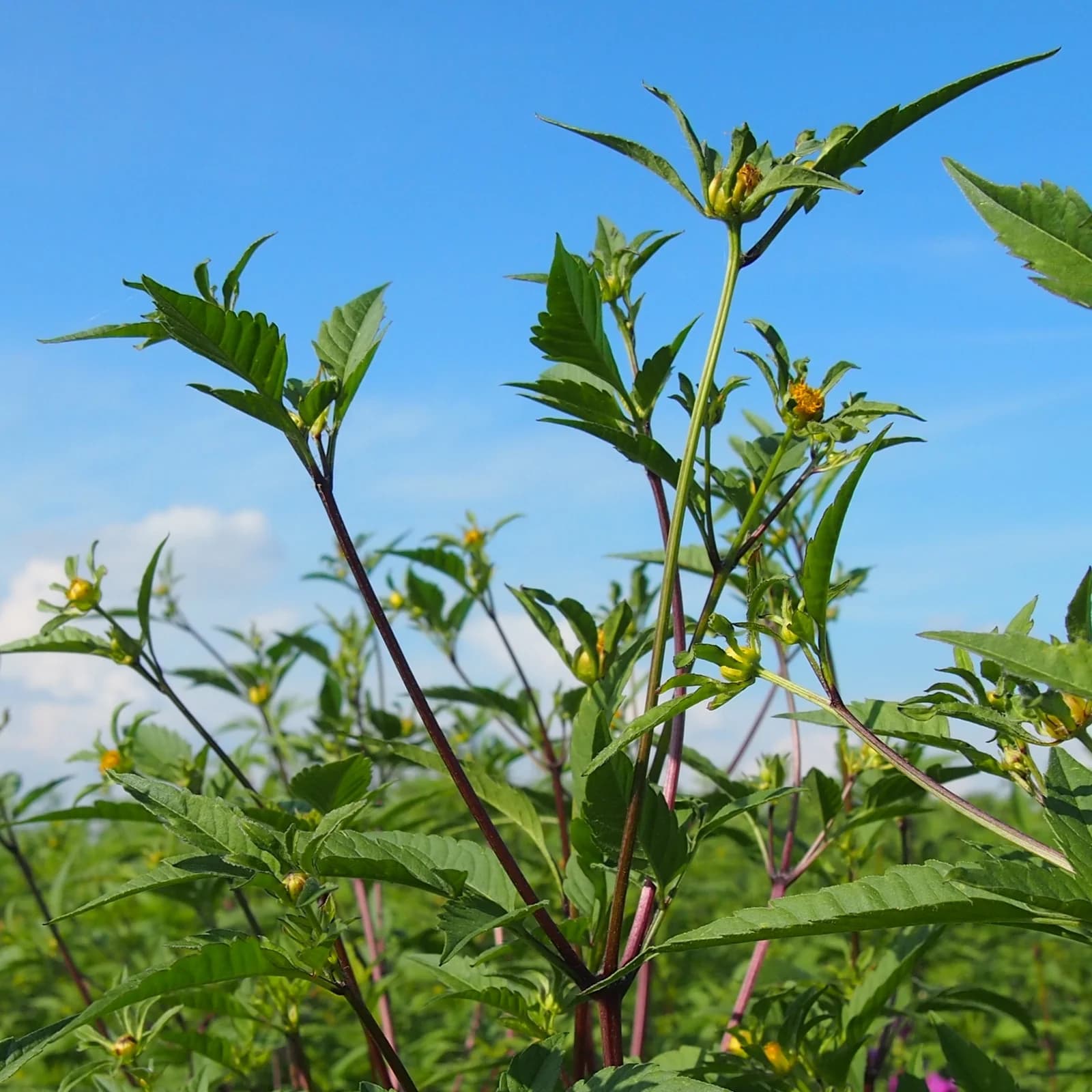 dvouzubec trojdílný - obrázek 1