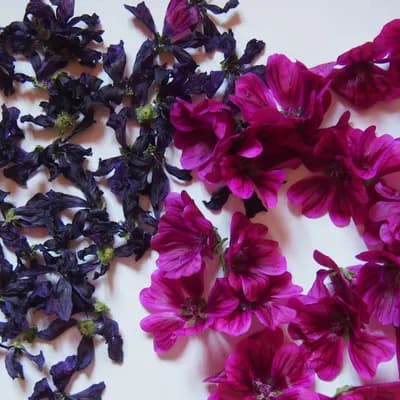 sléz lesní maurský - náhled 4