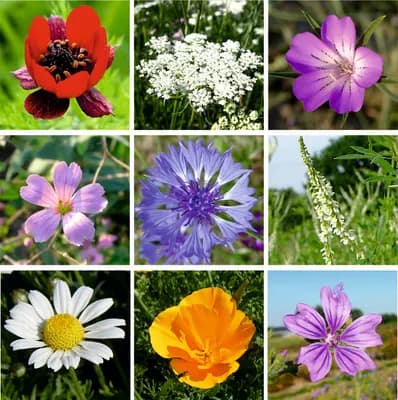 Polní kvítí - náhled 3
