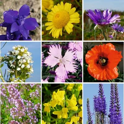 Střešní zahrada - náhled 3