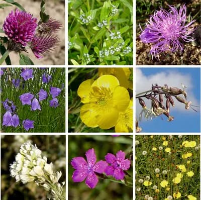 Střešní zahrada - náhled 4