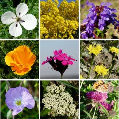 Střešní zahrada - náhled 5