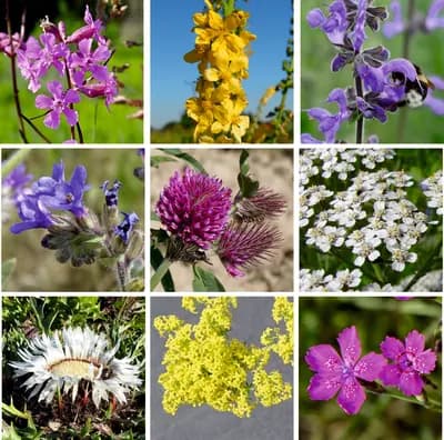 Suchá stráňka - náhled 3