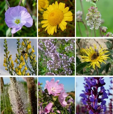 Suchá stráňka - náhled 4