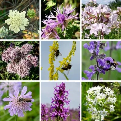 Trvalky pro včely - náhled 2