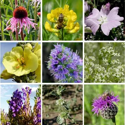 Trvalky pro včely - náhled 3