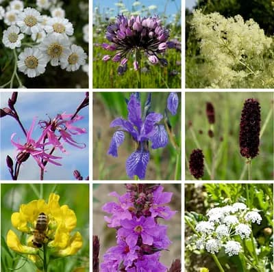 Vlhká louka - náhled 3