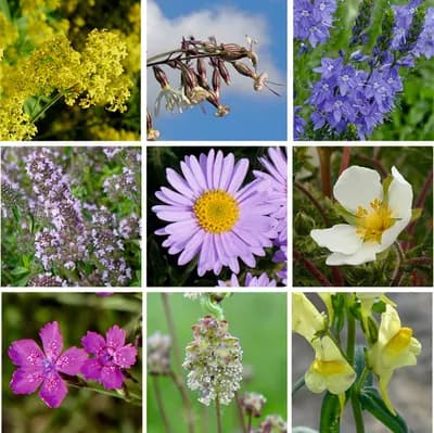 Zahradní loučka - náhled 4