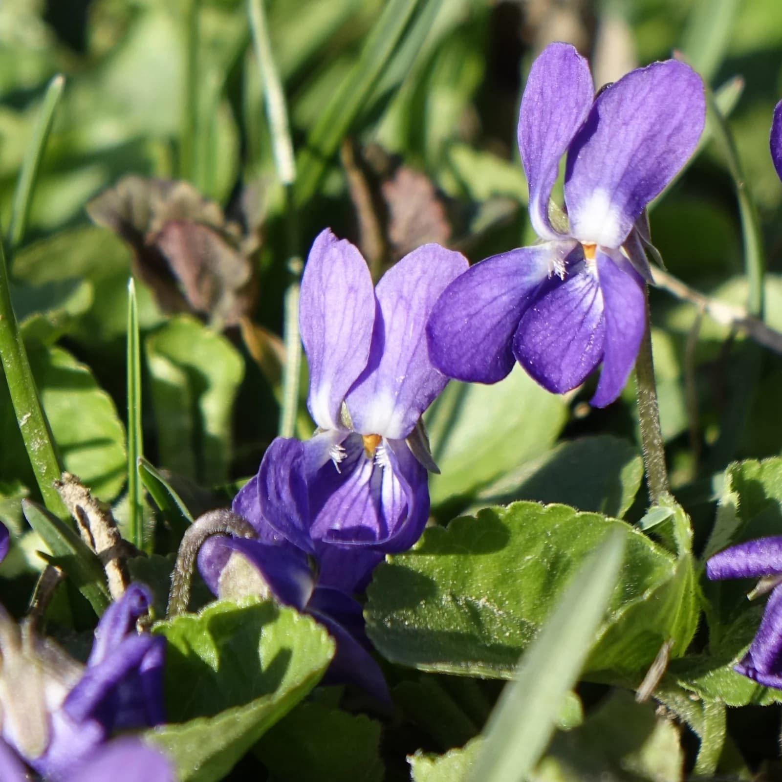 violka vonná - obrázek 1