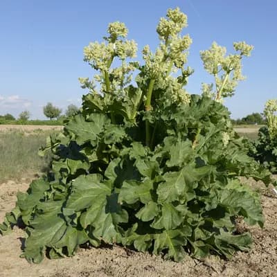 reveň kadeřavá - náhled 1