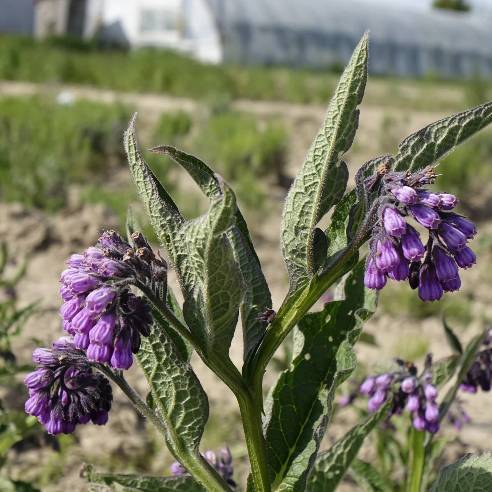 kostival lékařský - obrázek 1