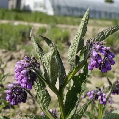 kostival lékařský - náhled 1