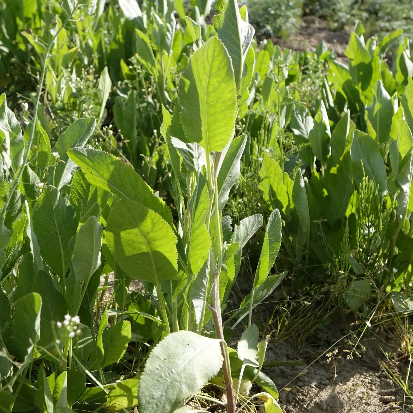 máří list balšámový - obrázek 1