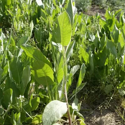 máří list balšámový - náhled 1