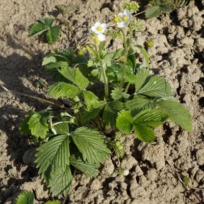 jahodník obecný - náhled 4