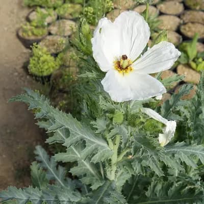 pleskanka velkokvětá - náhled 2