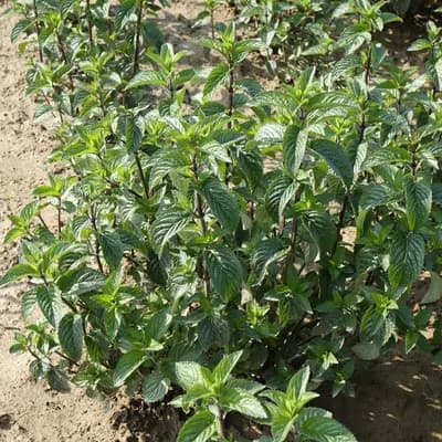 máta peprná - náhled 3