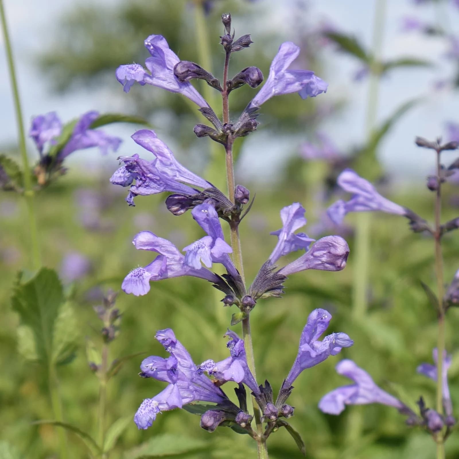 šanta sibiřská - obrázek 1