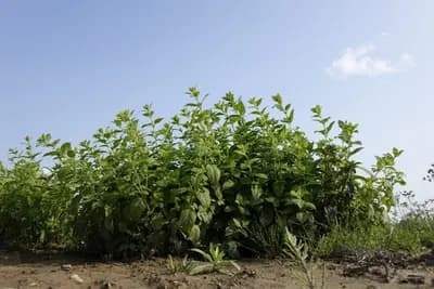 meduňka lékařská - náhled 1