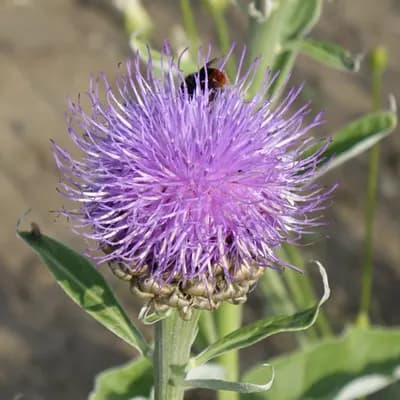 parcha saflorová - náhled 1