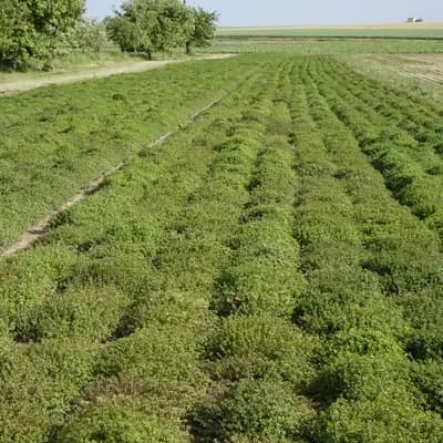 mateřídouška vejčitá - náhled 4