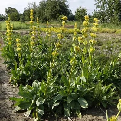 hořec žlutý - náhled 2