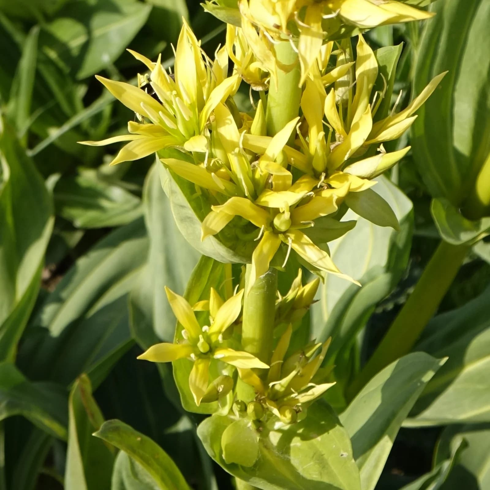 hořec žlutý - obrázek 1