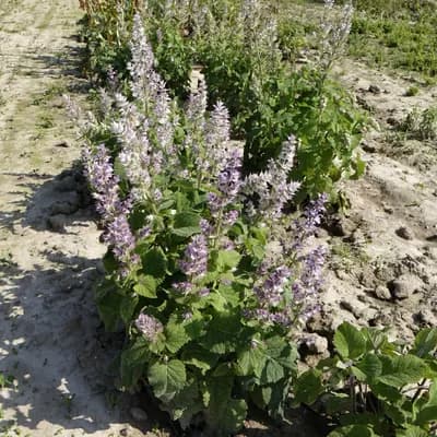 šalvěj muškátová - náhled 3