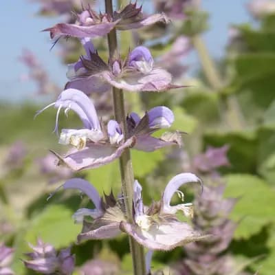 šalvěj muškátová - náhled 1