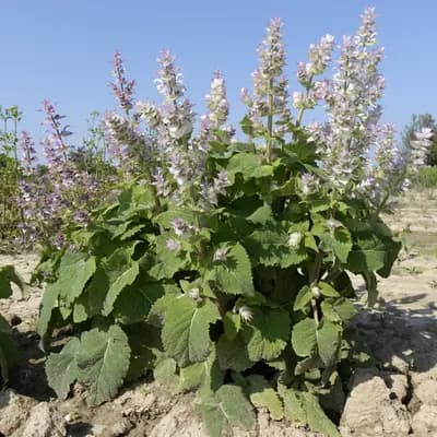 šalvěj muškátová - náhled 4