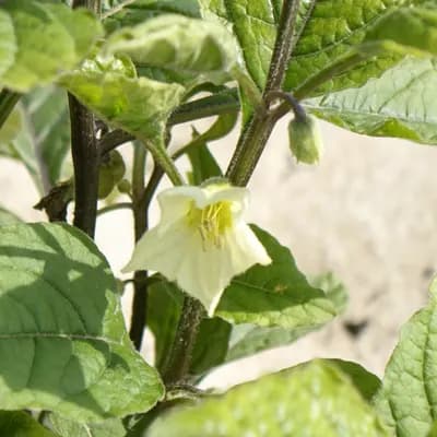 mochyně židovská třešeň - náhled 2