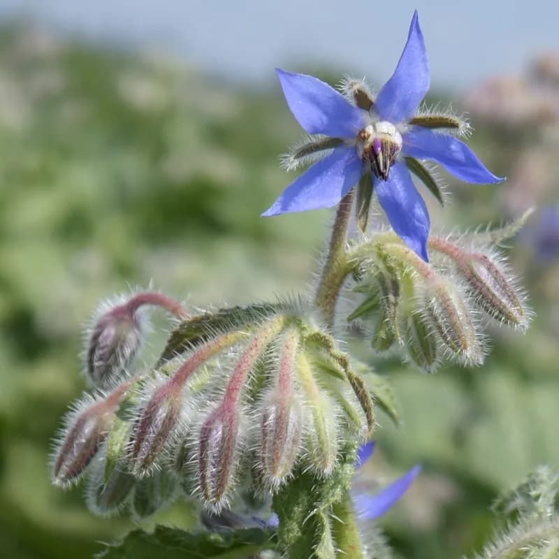 brutnák lékařský