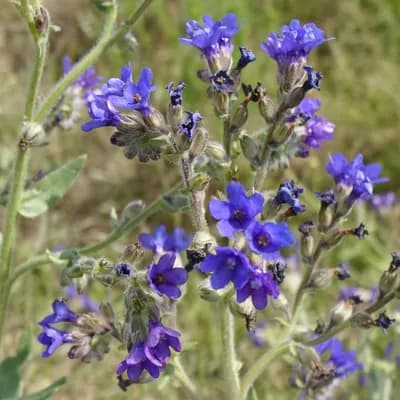 pilát lékařský - náhled 1