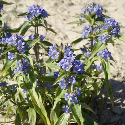 hořec lékařský - náhled 2