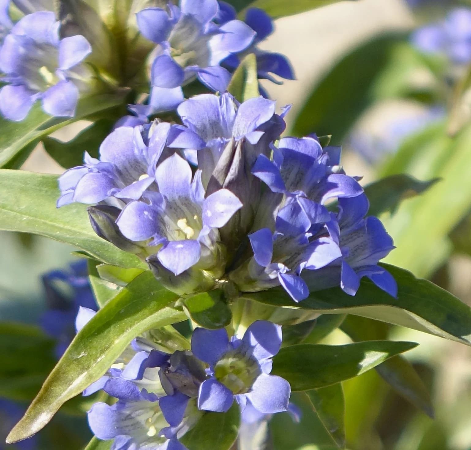 hořec lékařský - obrázek 1