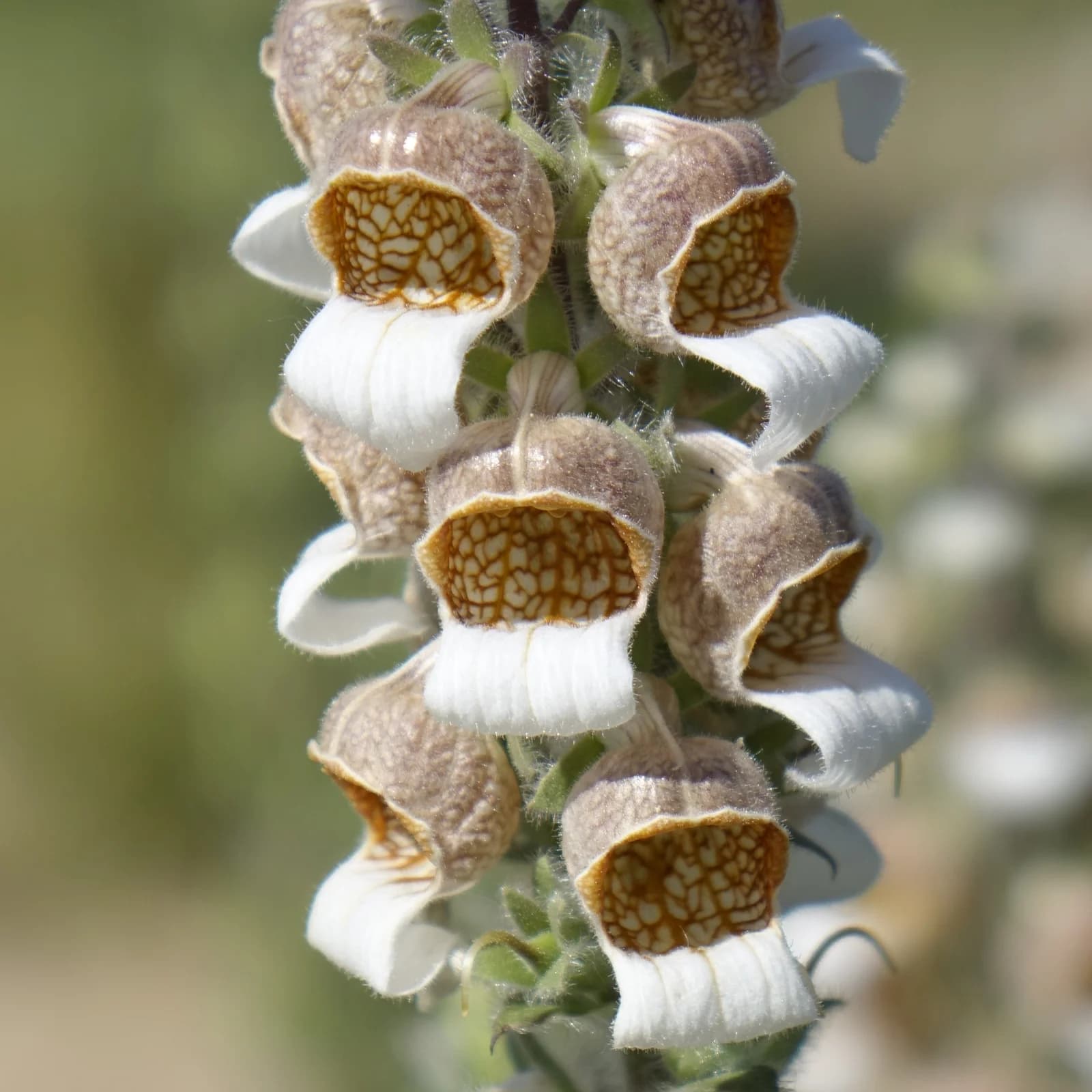 náprstník vlnatý - obrázek 1