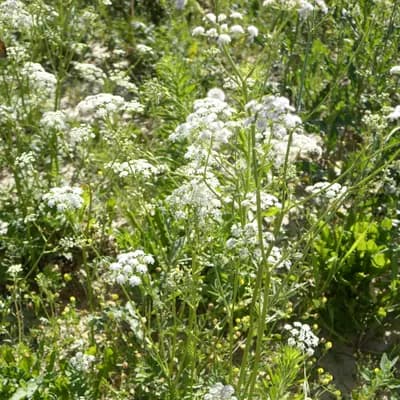 bedrník obecný - náhled 1