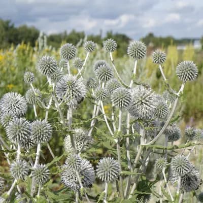 bělotrn kulatohlavý - náhled 2