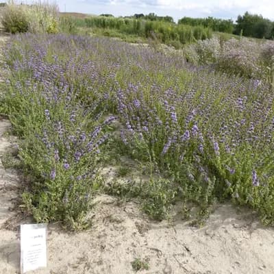 máta polej - náhled 3