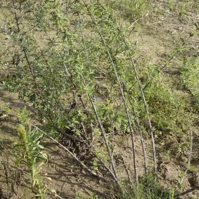 kopřiva konopná - náhled 2