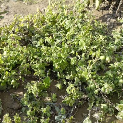 dang - šeng - náhled 4