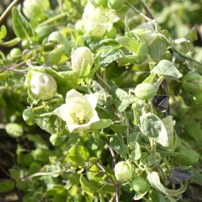 dang - šeng - náhled 1